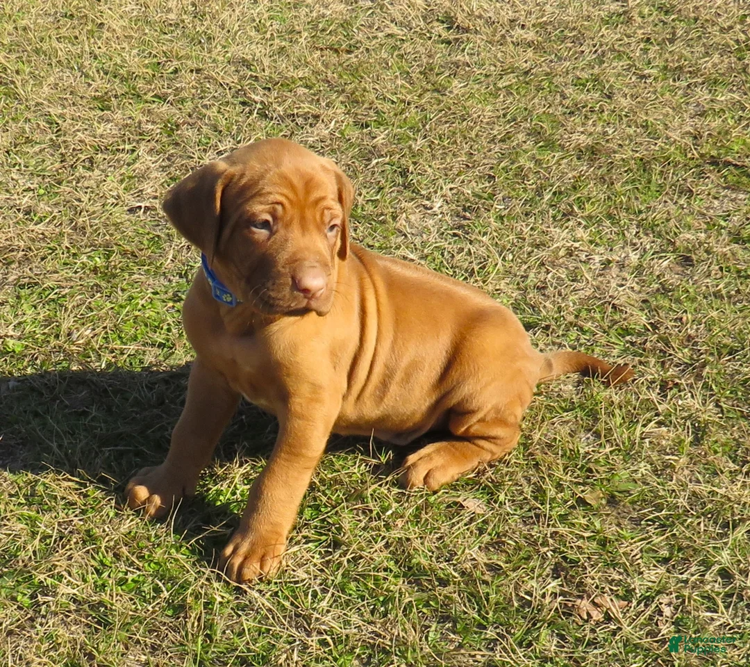 Rhodesian Ridgeback dogs for sale: Rhodesian Ridgeback Puppy 2 - Ad 2