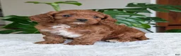 Cavapoo dogs for sale: Kody - Ad 17
