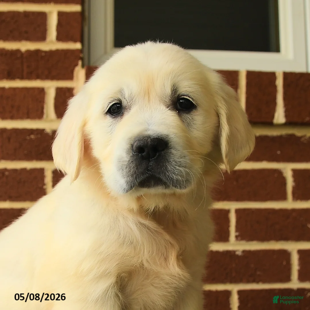 Golden Retriever dogs for sale: Peggy - Ad 5