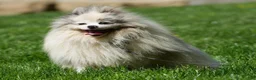 Pomeranian dogs for sale: Sapphire Princess - Ad 11