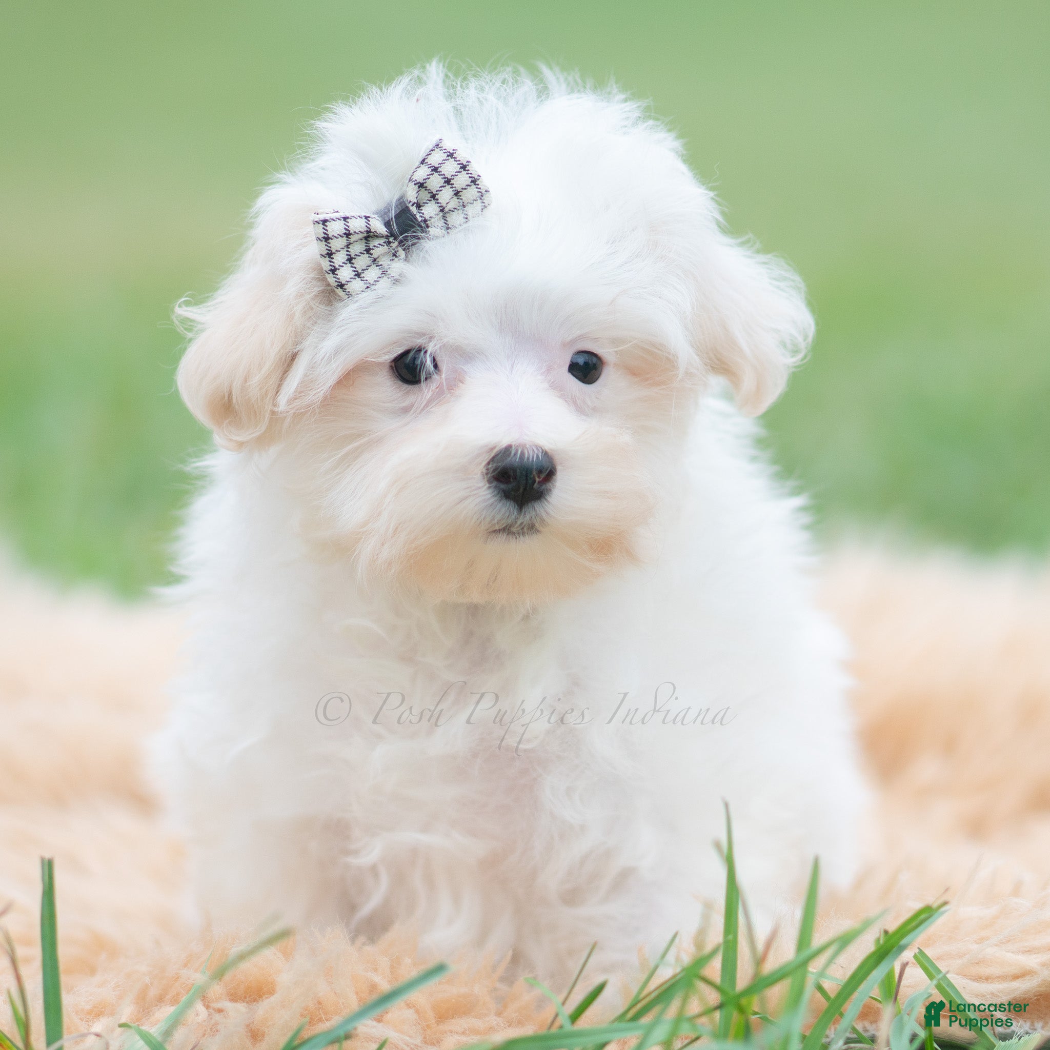 Maltipoo dogs for sale: Otis - Ad 27