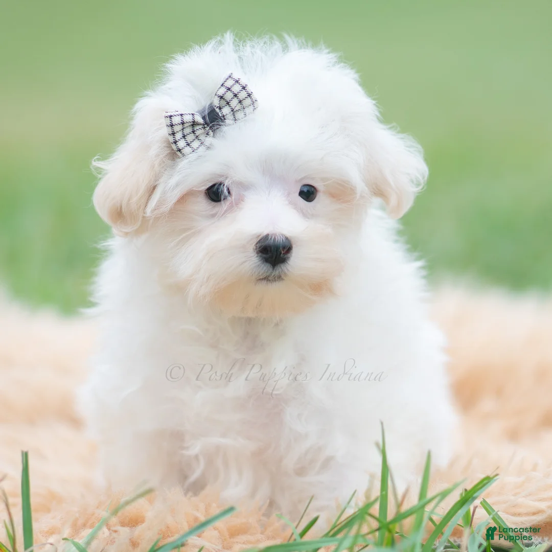 Maltipoo dogs for sale: Otis - Ad 1