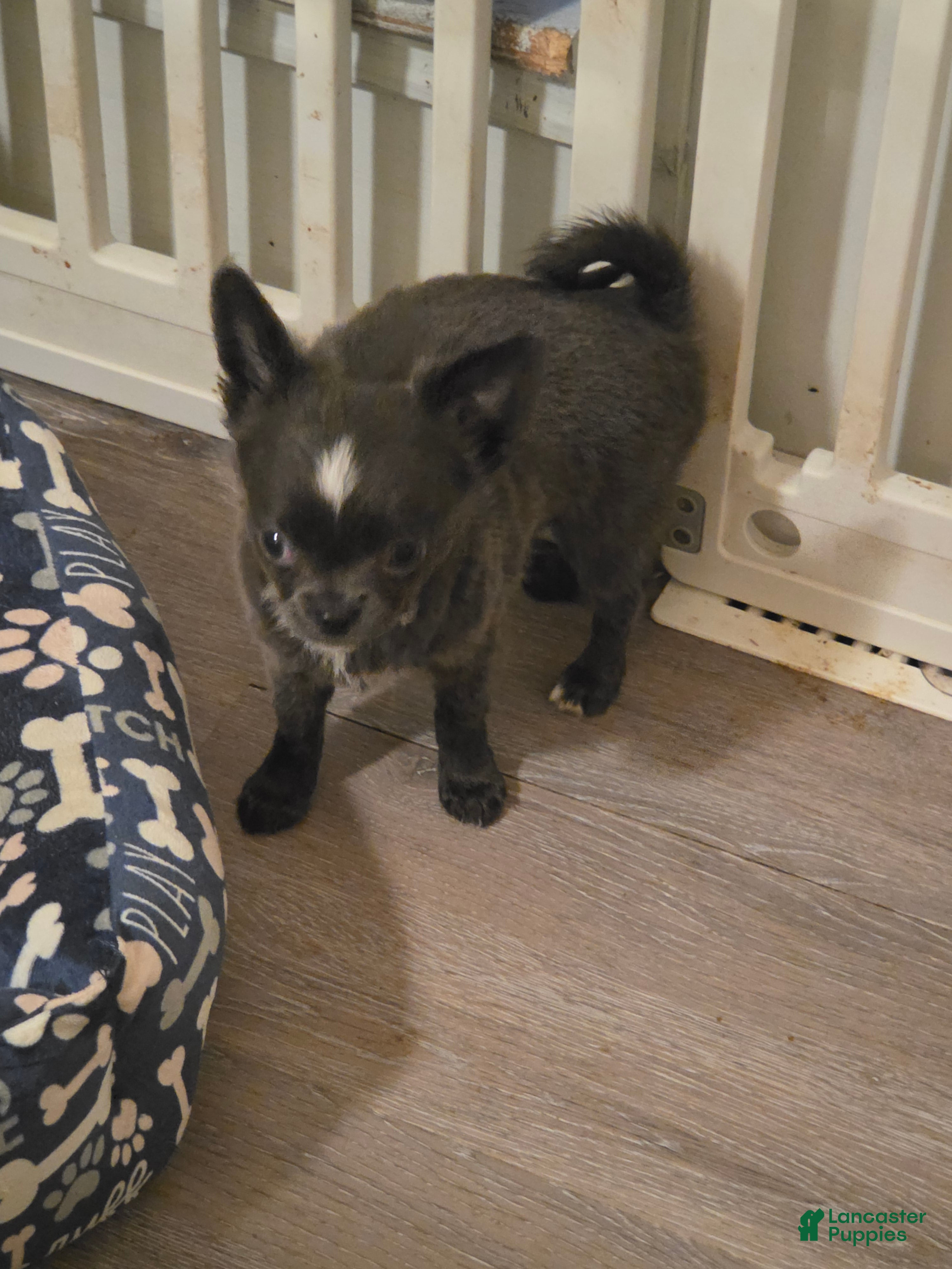 Chihuahua dogs Jillian - Ad 31