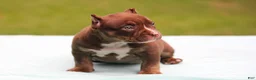 American Bully dogs for sale: Chocolate Trindle Female - Ad 3