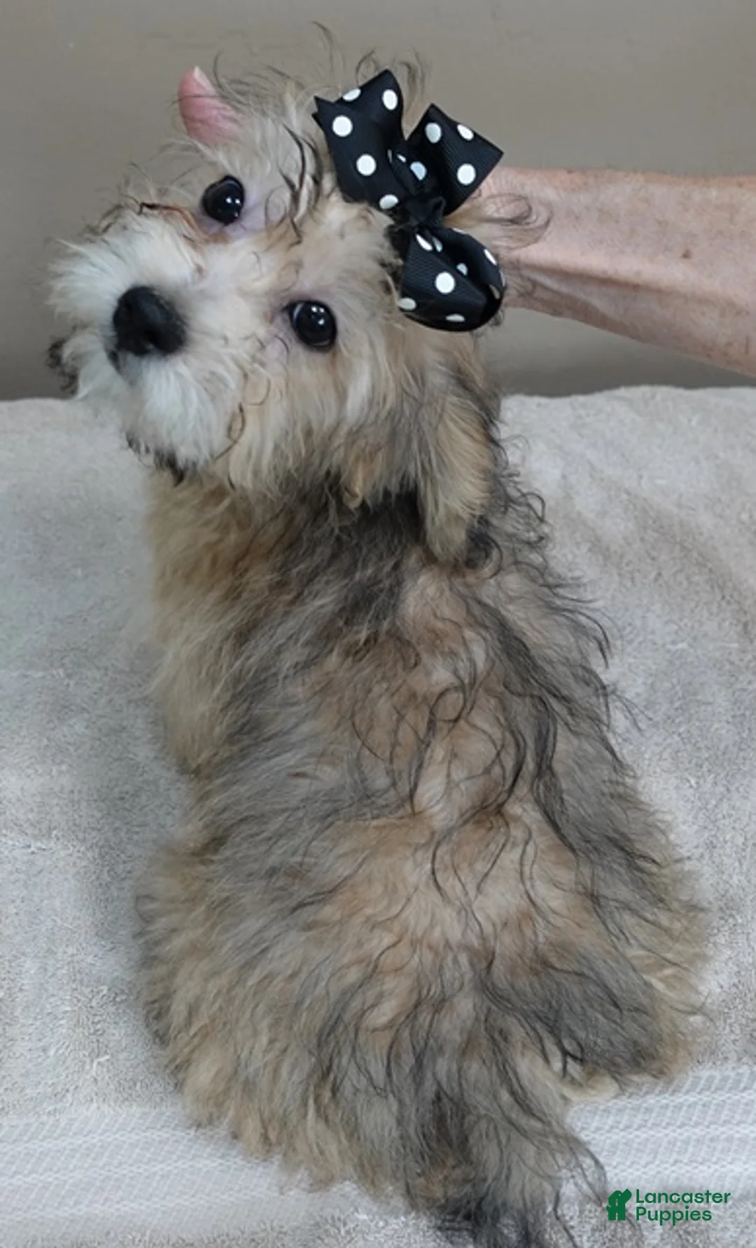 Maltipoo dogs for sale: Little fox rare sable 4 lbs 14 ozs - Ad 12