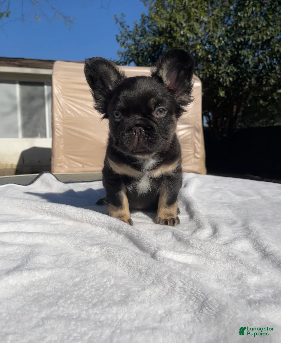 French Bulldog dogs for sale: Endo - Ad 2