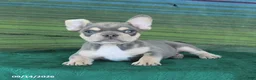 French Bulldog dogs for sale: Orchid - Ad 3