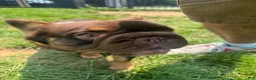 French Bulldog dogs for sale: French Bulldog 1 - Ad 9