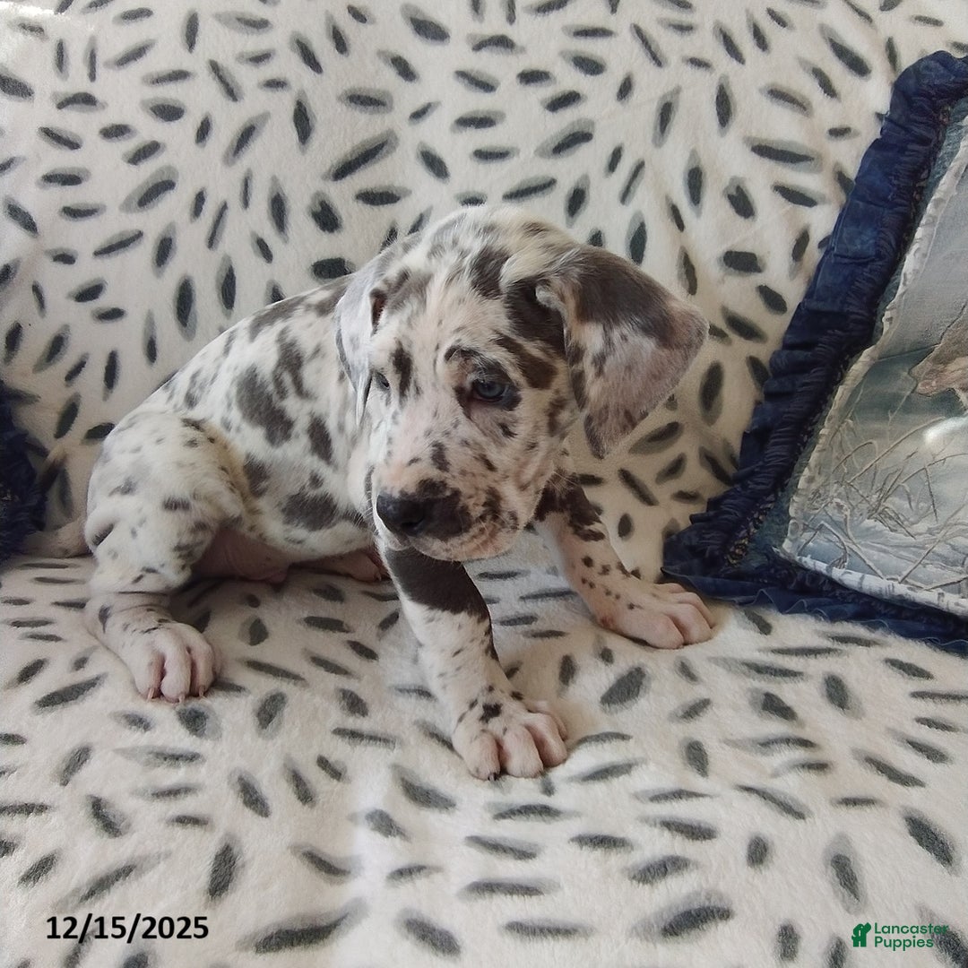 Great Dane dogs for sale: King - Ad 3