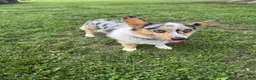 Mixed Breed dogs for sale: Doc - Ad 4
