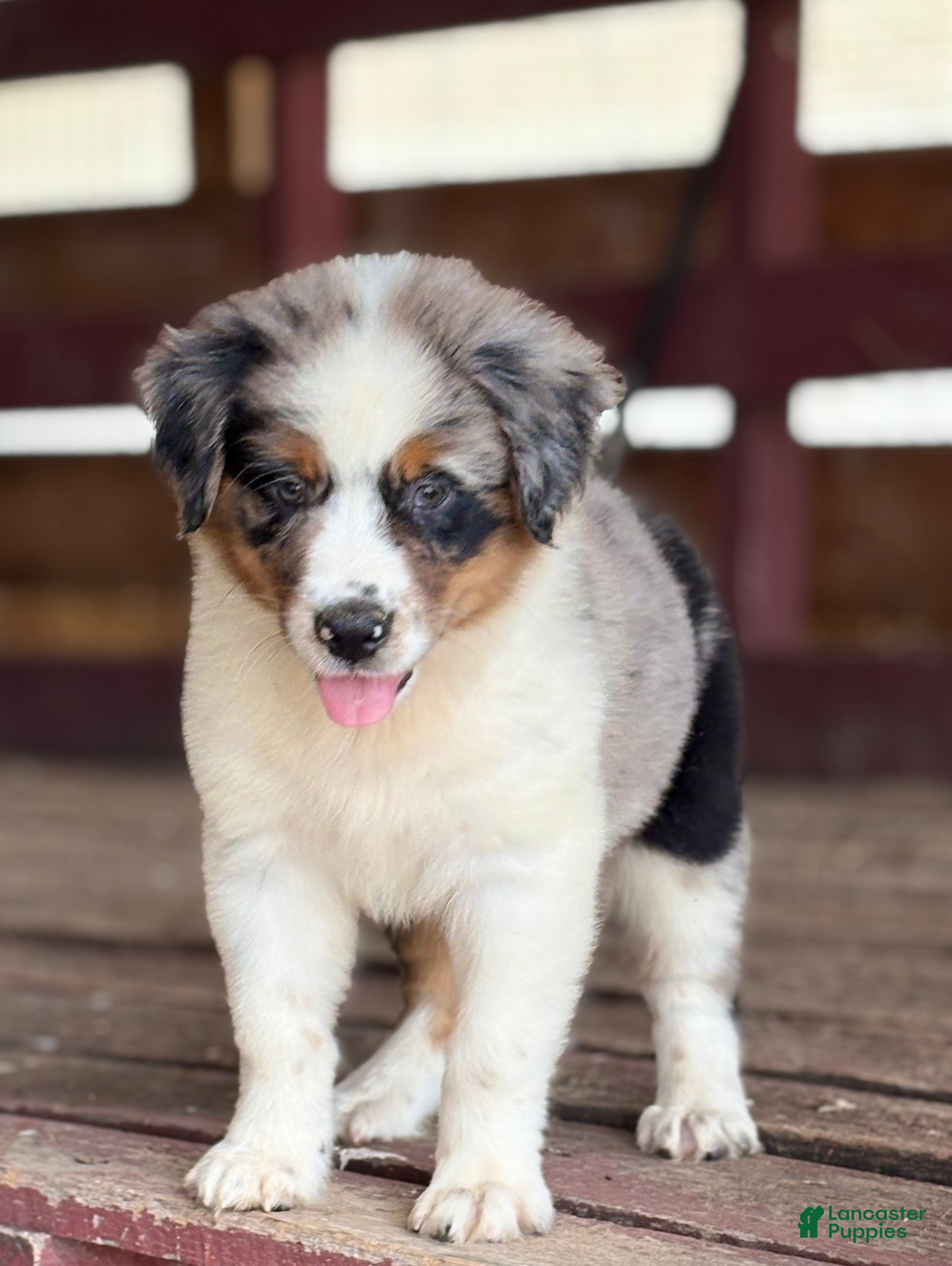 Australian Shepherd dogs Bear - Ad 1