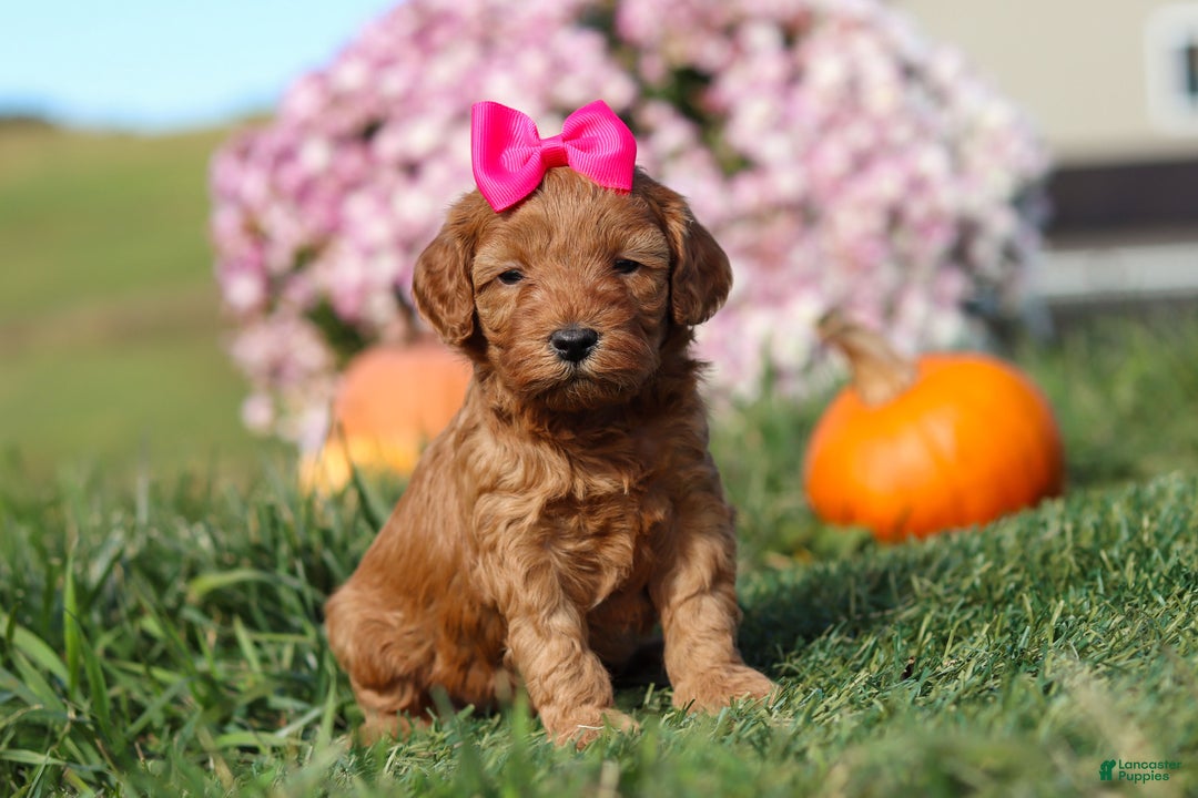 Cavapoo dogs for sale: Buttercup - Ad 3