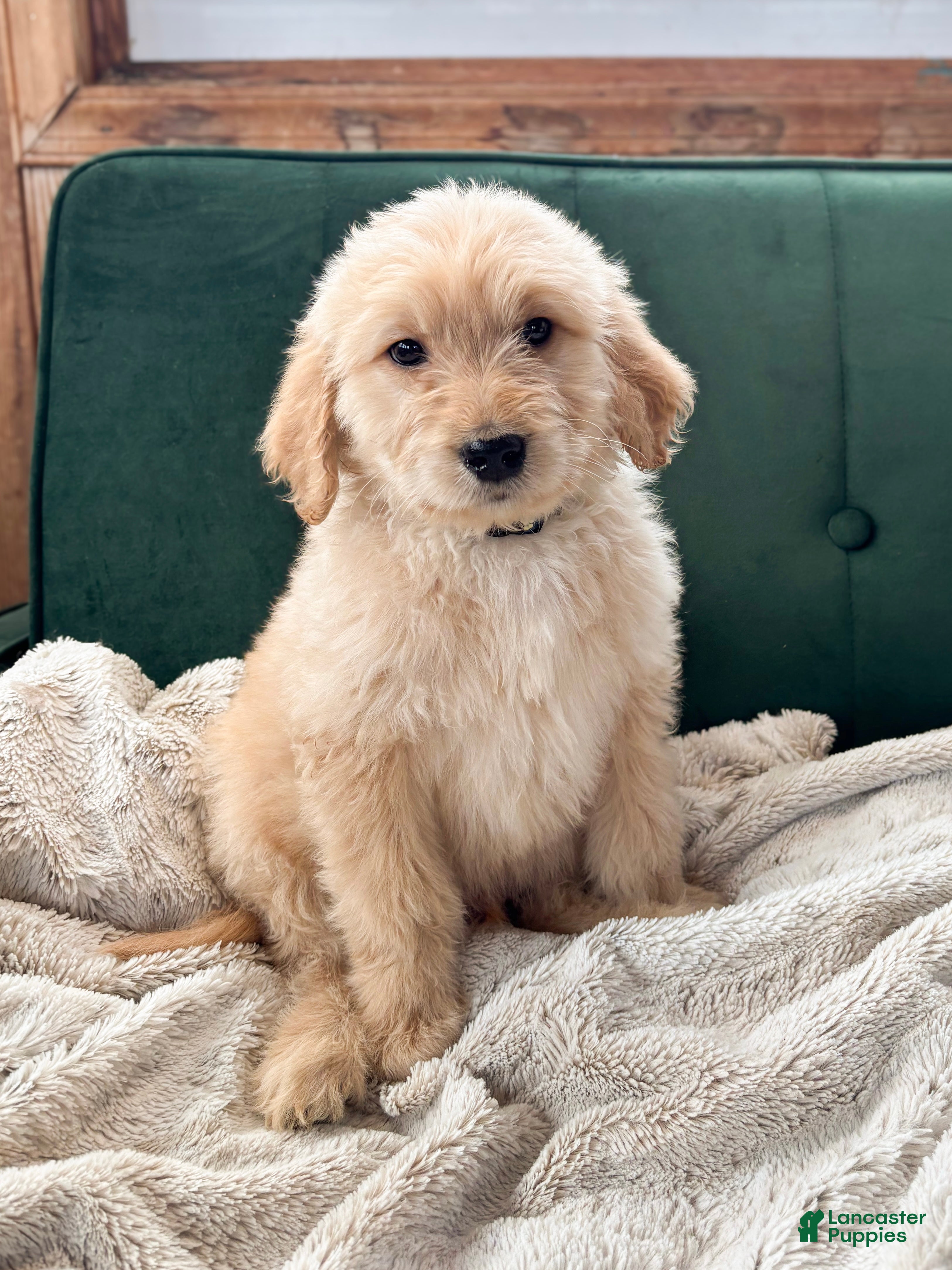 Goldendoodle dogs Sorrel - Ad 40
