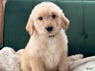 Goldendoodle dogs Sorrel - Ad 19