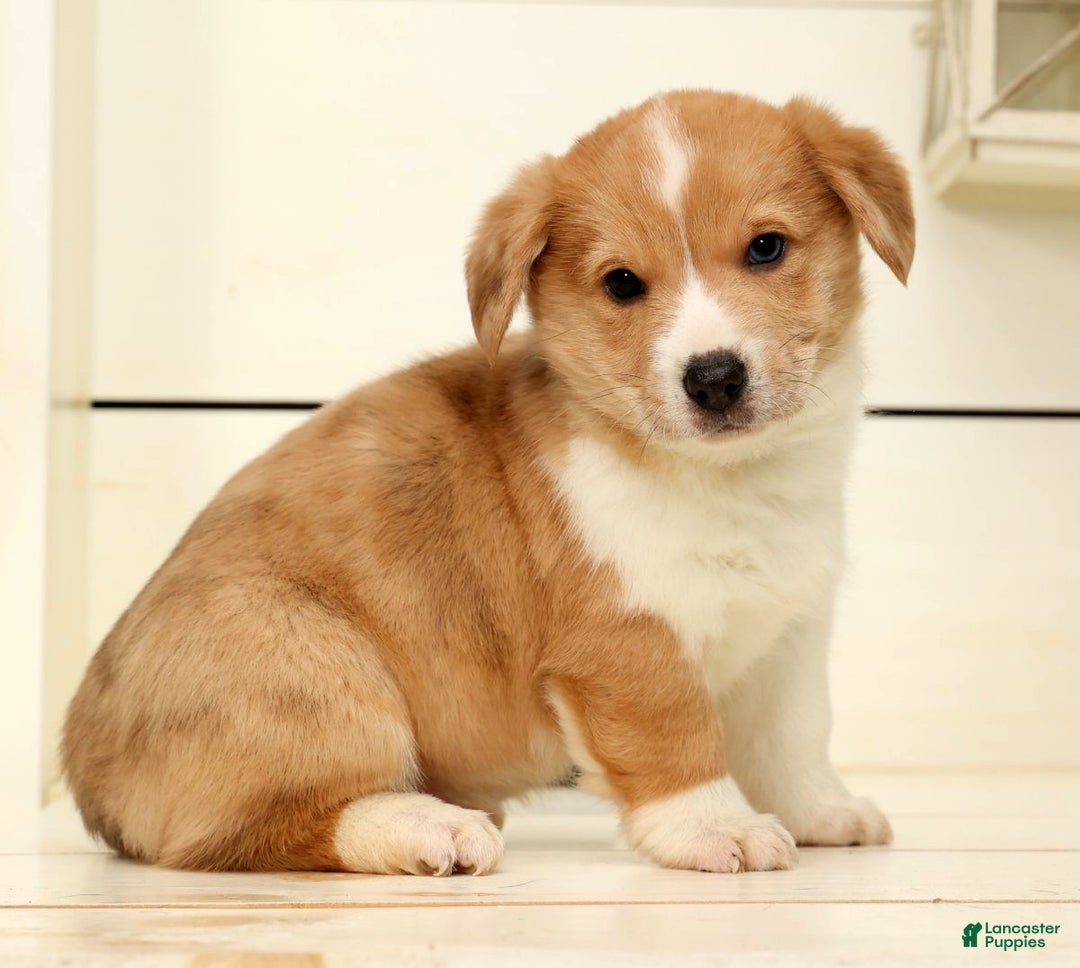 Welsh Corgi Pembroke dogs for sale: Bully - Ad 1