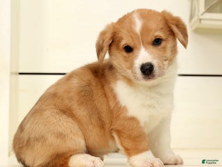 Welsh Corgi Pembroke dogs Bully - Ad 38