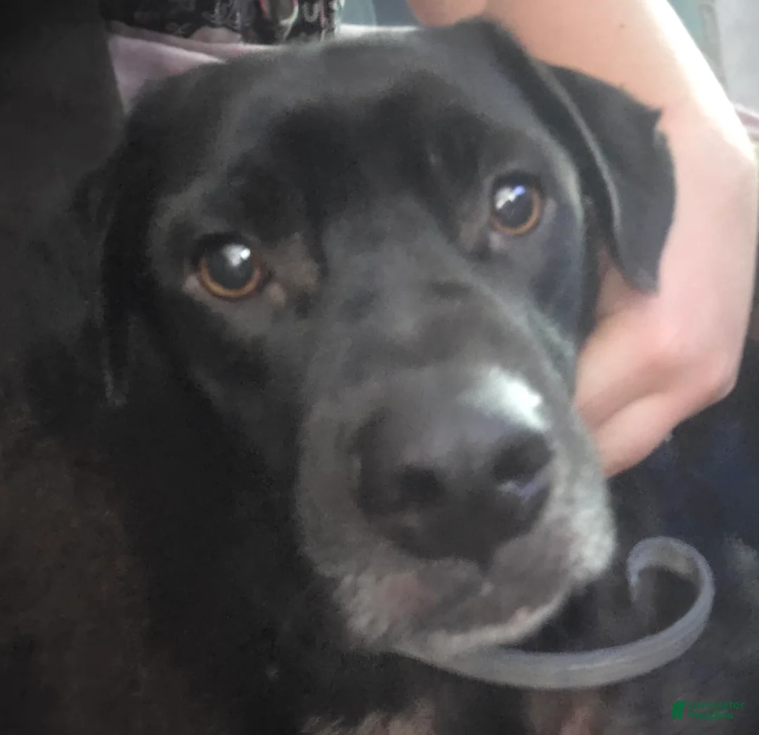 Mixed Breed dogs for sale: Sadie - Ad 2