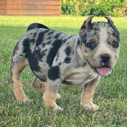 American Bully dogs Havoc - Ad 1