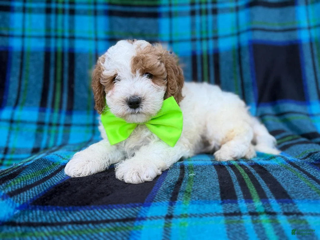 Cavapoo dogs for sale: Dexter  - Ad 9