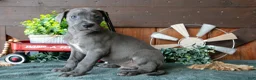 Great Dane dogs for sale: Hank - Ad 3