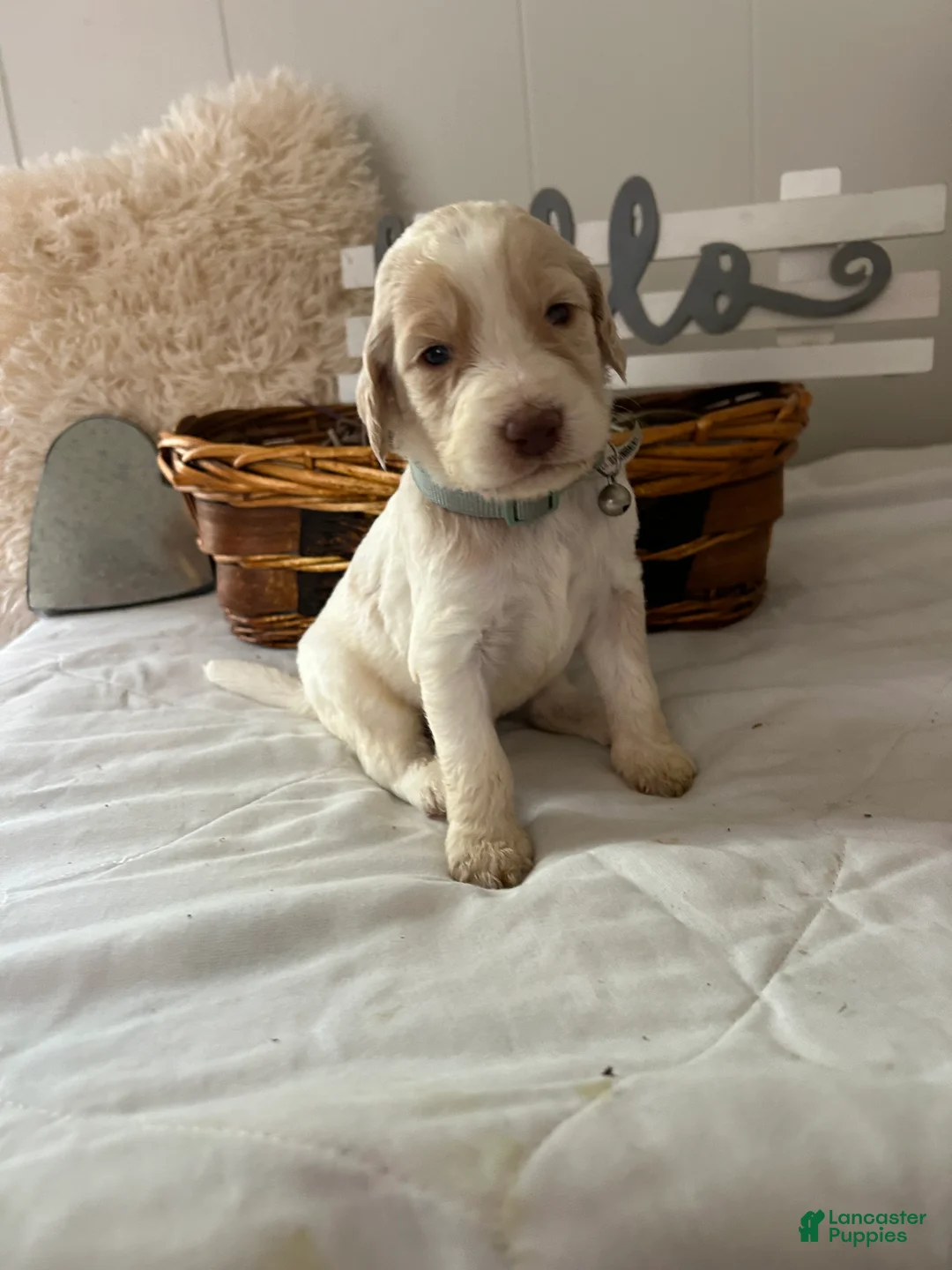 Goldendoodle dogs for sale: Goldendoodle Puppy 6 - Ad 2