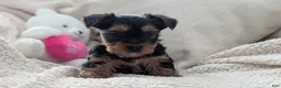 Yorkshire Terrier dogs for sale: Apollo - Ad 6