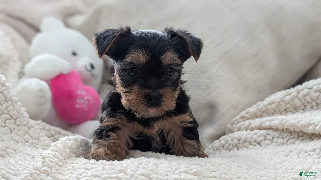 Yorkshire Terrier dogs for sale: Apollo - Ad 6