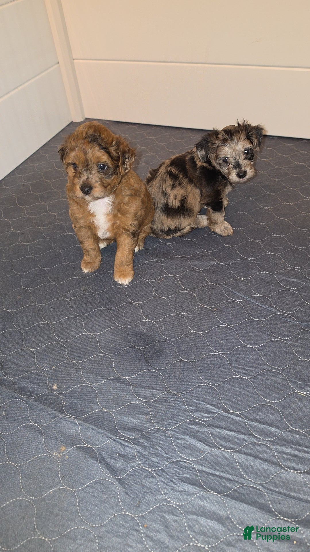 Aussiedoodle dogs for sale: Aussiedoodle 2 - Ad 2