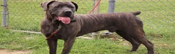 Cane Corso dogs for sale: Mr. Miyagi  - Ad 2