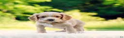 Cocker Spaniel dogs for sale: Turner - Ad 3
