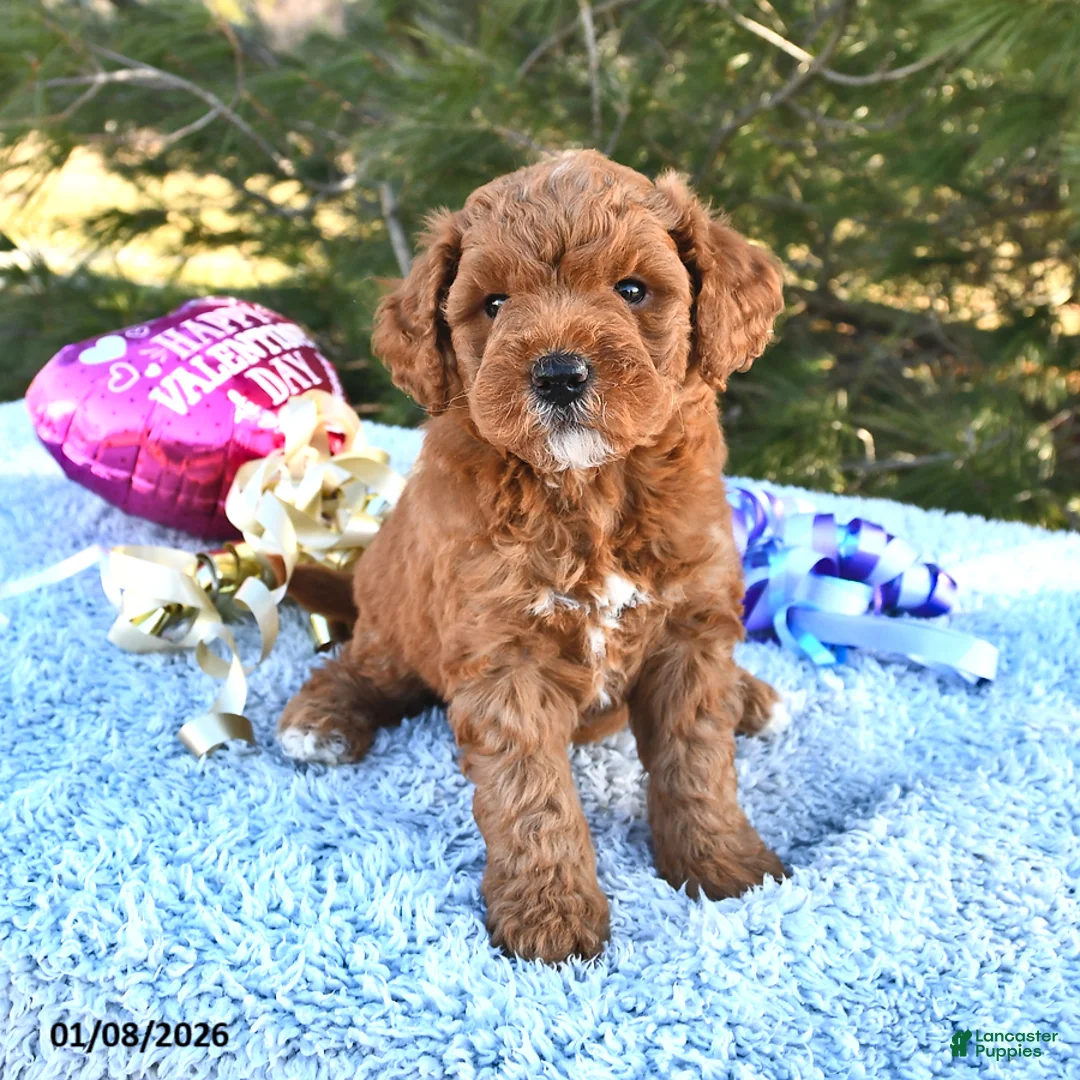 Mini Goldendoodle dogs for sale: Cupcake - Ad 10