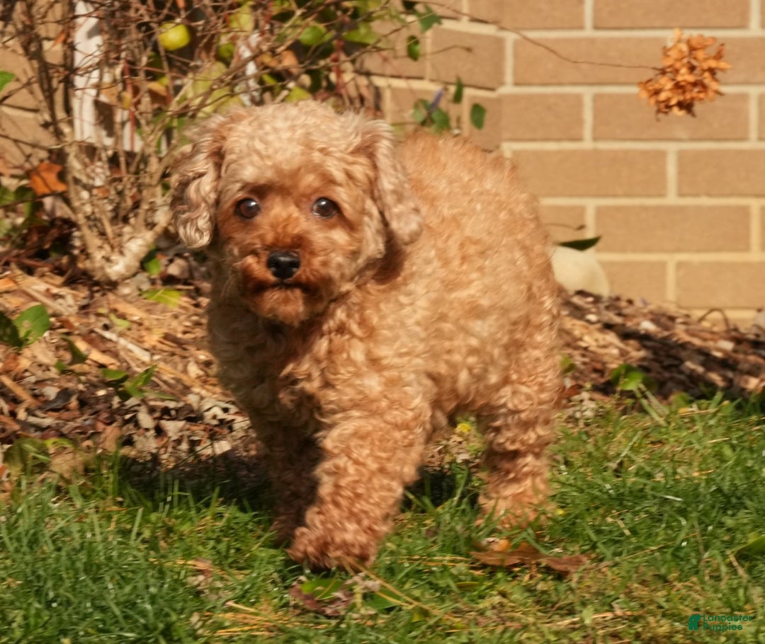 Maltipoo dogs for sale: Benny - Ad 10
