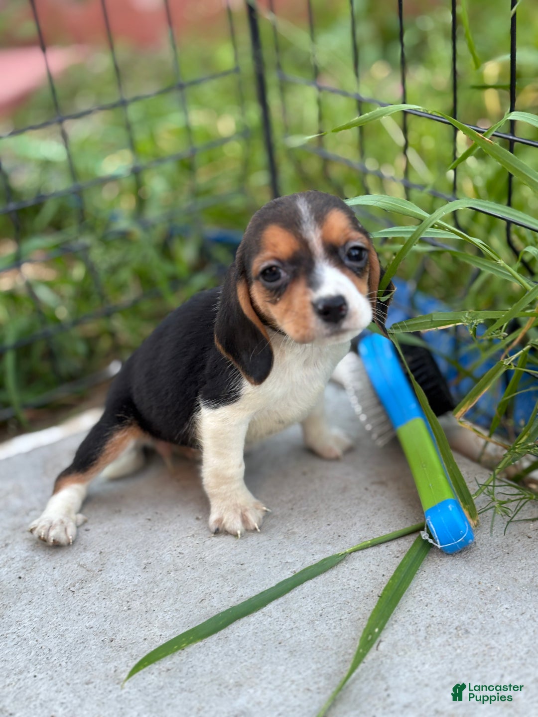 Beagle dogs for sale: Bailey - Ad 5