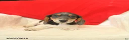 Dachshund dogs for sale: Melvin  - Ad 2