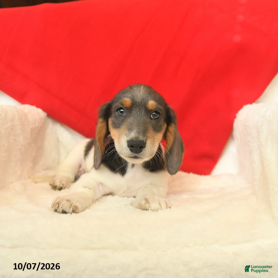 Dachshund dogs for sale: Melvin  - Ad 2