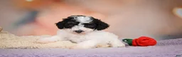 Maltipoo dogs for sale: Carter - Ad 6