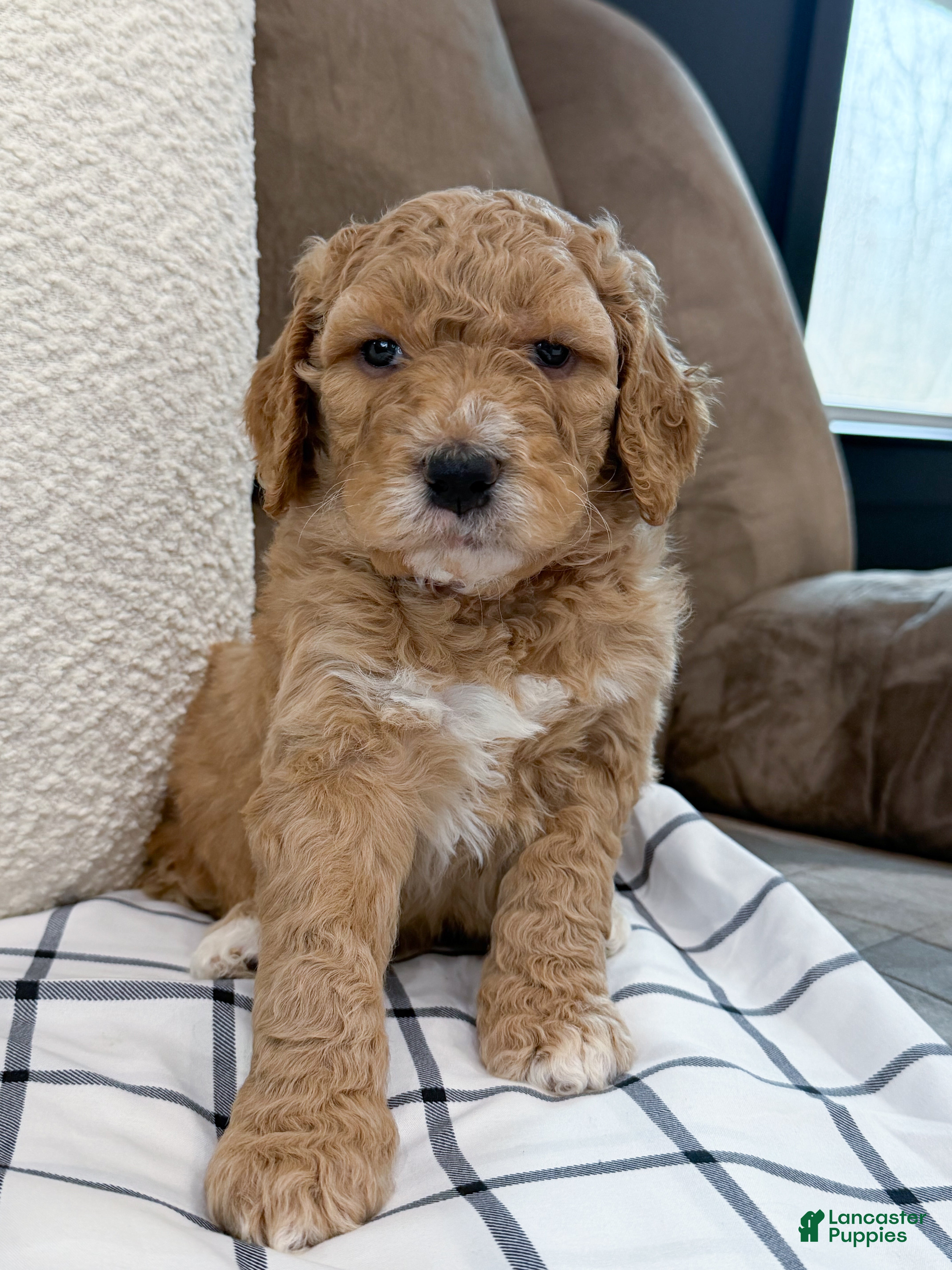 Goldendoodle dogs Raleigh - Ad 1