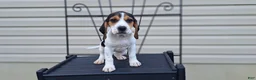 Beagle dogs for sale: LUCY - Ad 3