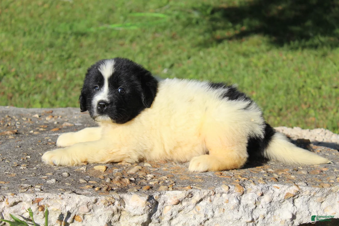 Newfoundland dogs for sale: Mavin - Ad 1