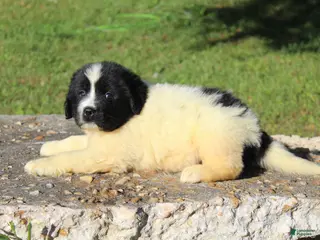 Newfoundland dogs for sale: Mavin - Ad 2