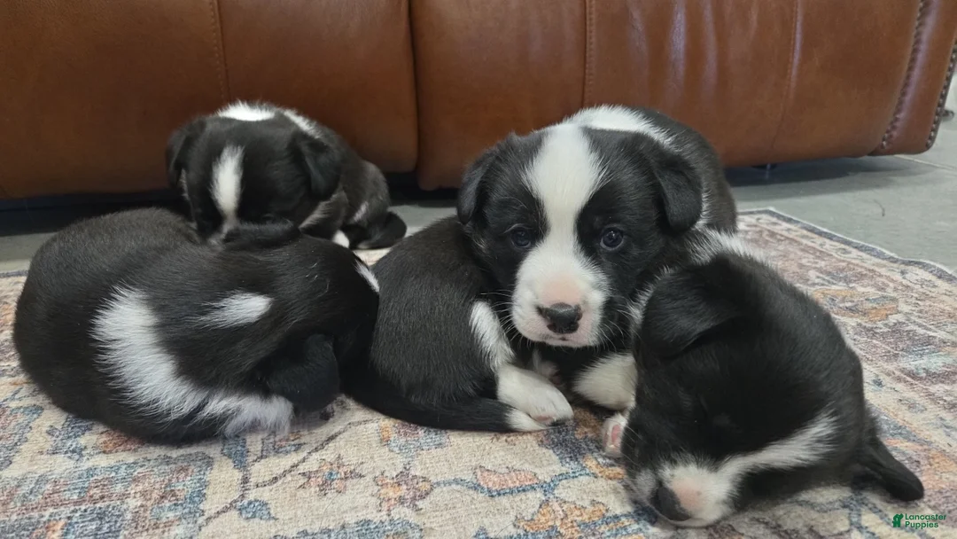 Welsh Corgi Cardigan dogs for sale: Welsh Corgi Cardigan Puppy 4 - Ad 7