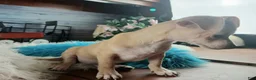 Chihuahua dogs for sale: Nationwide delivery. Popcorn boy green - Ad 3