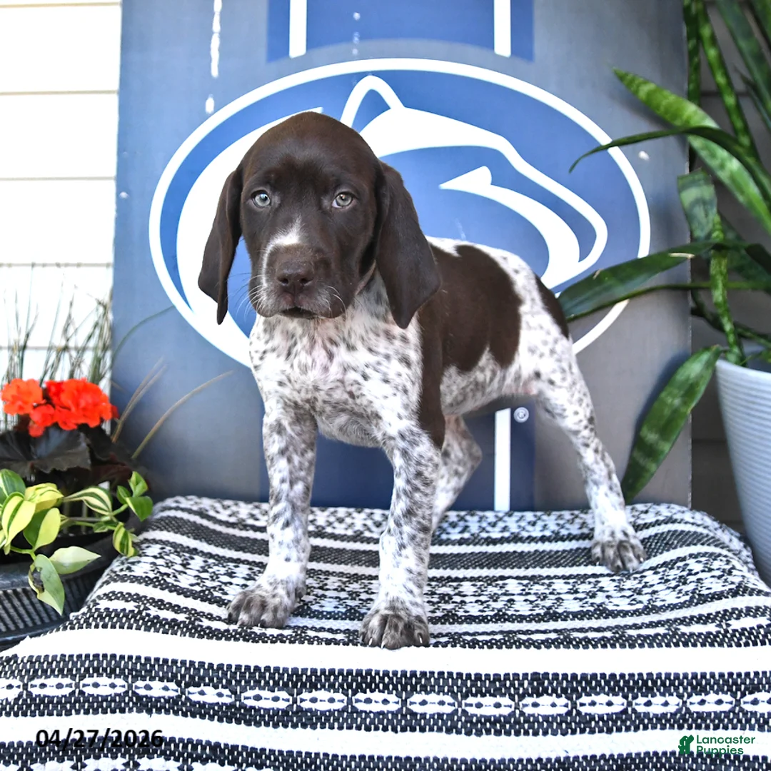 German Shorthaired Pointer dogs for sale: Cassie   - Ad 1
