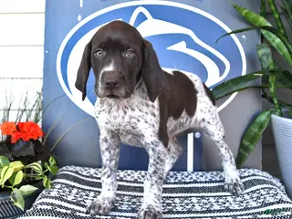 German Shorthaired Pointer dogs for sale: Cassie - Ad 2