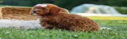 Miniature Poodle dogs for sale:  Dixie 🎀🐶 - Ad 16