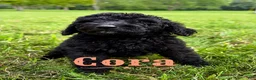 Standard Poodle dogs for sale: Cora - Ad 3