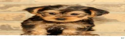 Yorkshire Terrier dogs for sale: Bo - Ad 4