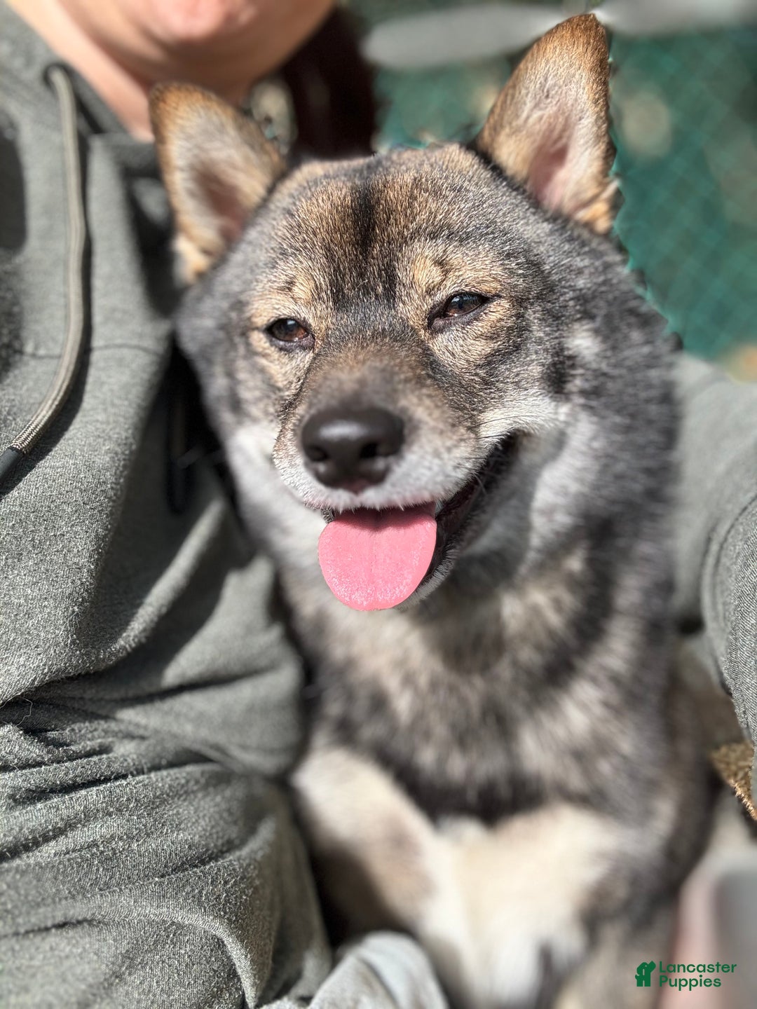 Shiba Inu dogs for sale: Shiba Inu Puppy 2 - Ad 6