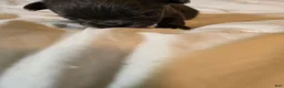 Chihuahua dogs for sale: Jillian - Ad 3
