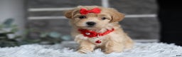 Maltipoo dogs for sale: Robin - Ad 15